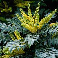 Mahonia japonica Bealei