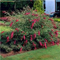 Buddleja davidii Nanho Purple