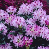 Rhododendron 'Cosmopolitan'