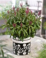 Pieris japonica 'Bonfire'