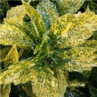 Aucuba japonica Golden King - Evergreen Japanese Spotted Laurel