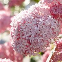 Hydrangea arborescens Pink Annabelle - Invincibelle Spirit