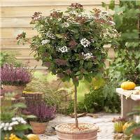 Viburnum tinus Spirit - Standard Tree circa 80-100cm tall in Bud & Bloom