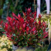 Leucothoe axillaris Little flame
