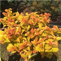 Leucothoe axillaris Curly Gold - Unique Twisted Evergreen Foliage