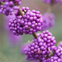 Callicarpa bodinieri Magical Bicolour - Purple & White Berry Bicolour - Two in One Beauty Berry