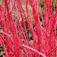 Cornus alba sibirica 'Baton Rouge'