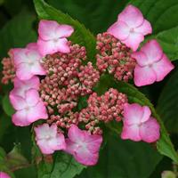 Hydrangea serrata Avelroz