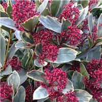 Skimmia japonica Perosa - Variegated Rubella Skimmia