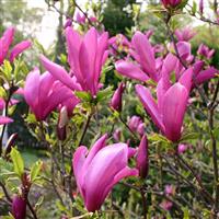 Magnolia Susan - Tulip Tree