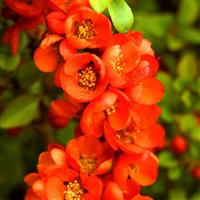 Chaenomeles japonica Sargentii