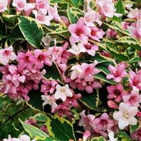 Weigela florida nana Variegata