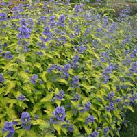 Caryopteris hybrida Hint of Gold