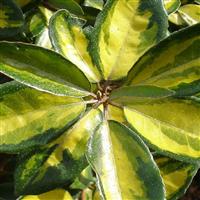 Elaeagnus x ebbingei Limelight - Oleaster