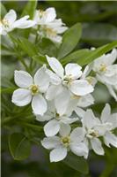 Choisya ternata - Mexican Orange Blossom