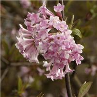 Viburnum Bodnantense Dawn - Large Bush