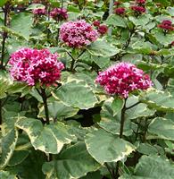Clerodendrum bungei Pink Diamond