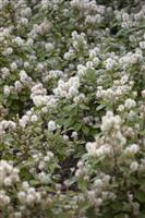 Fothergilla Major
