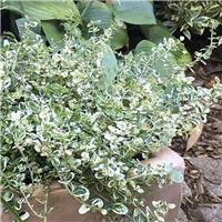 Euonymus fortunei Silver Carpet