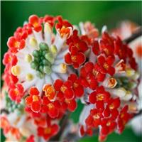Edgeworthia chrysantha Red Dragon - Extra Large Specimen