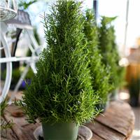 Rosemary 'Christmas Tree' Pyramid - Fragrant Rosmarinus officinalis