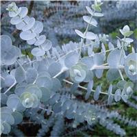 Eucalyptus pulverulenta 'Baby Blue' - Silver Leaved Dwarf Mountain Gum