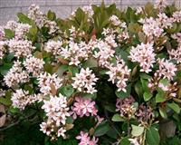 Rhaphiolepis Umbellata