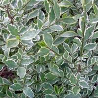 Ligustrum argenteum - Variegated Privet