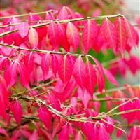 Euonymus alatus 'Blade Runner' - Winged Spindle Fire Bush