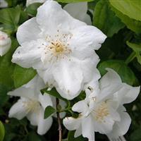 Philadelphus Natchez