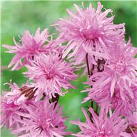 Lychnis 'Petit Jenny'