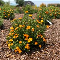 Potentilla Bella Sol Hachdon