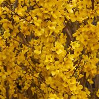 Forsythia Fiesta