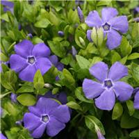 Vinca minor Bowles Variety - Blue Flowered Evergreen Ground Cover - Lesser Periwinkle Plant