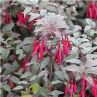 Fuchsia 'Versicolor'