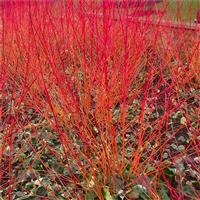 Cornus sanguinea 'Anny's Winter Orange' - Dogwood