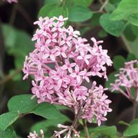 Syringa Red Pixie