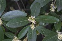 Phillyrea latifolia