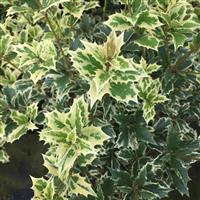 Osmanthus Variegatus