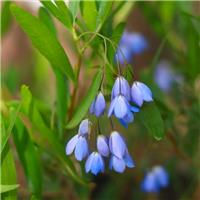 Sollya heterophylla - Bluebell Creeper