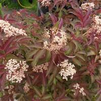 Sambucus Serenade