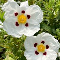 Cistus x dansereaui 'Decumbens' - Rock Rose