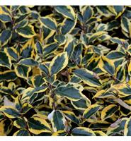 Elaeagnus x ebbingei 'Gilt Edge' - Silverthorn