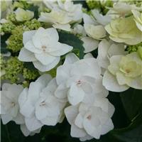 Hydrangea macrophylla Double White - Large Flowered Mophead Hydrangea - XXXL Plants