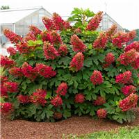 Hydrangea quercifolia Ruby Slippers - Oakleaf Hydrangea