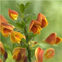 Cytisus Lena - Broom