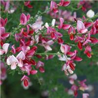 Cytisus Hollandia - Broom