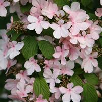 Viburnum plicatum Pink Beauty