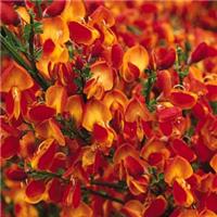 Cytisus Palette - Broom
