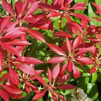 Pieris Mountain Fire